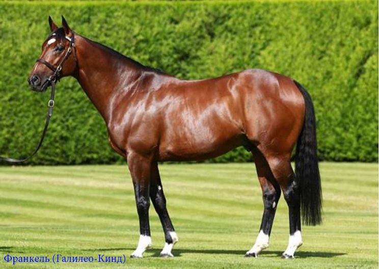 Frankel1