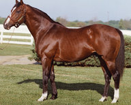 Northern Dancer