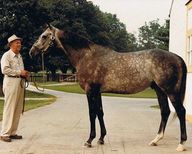 Spectacular Bid