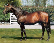 Zabeel