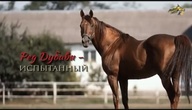 Red Dubawi
