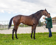 НАЛЛА ДЖЕНА (NALLA JENA)